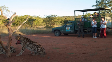 Safari tour