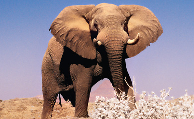 Elefant
